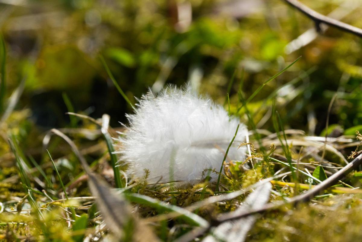 down feather